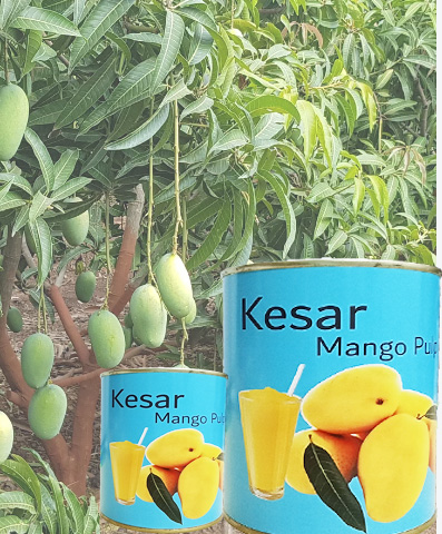 Kesar Mango Pulp Exporters in India